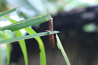 Close-up of insect on plant