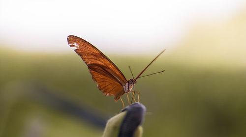 Close-up of butterfly on leaf