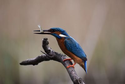 Bird perching on branch