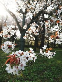 Close-up of white cherry blossoms in spring