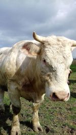 Cow standing in a field