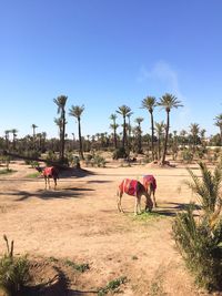 View of a camels on field