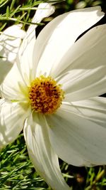 Close-up of white flower blooming outdoors