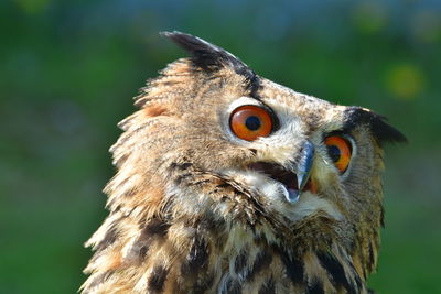 Close-up of a bird looking away