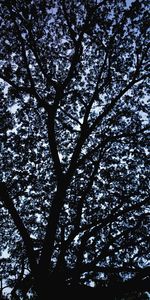 Low angle view of silhouette tree against sky