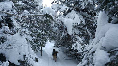 Scenic view of snow in forest