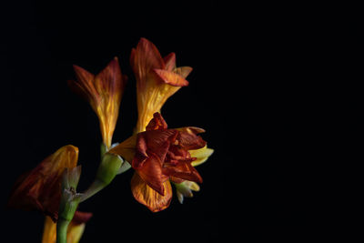 Close-up of wilted flower against black background