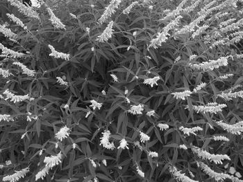 High angle view of plants growing on field