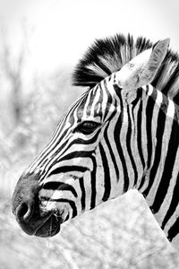 Close-up of zebra against sky