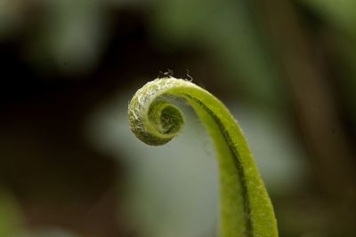 Close-up of plant