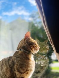 Close-up of a cat looking away