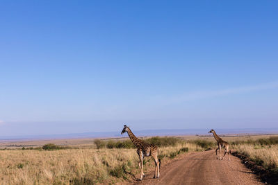 Dirt road amidst field against clear blue sky