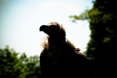 Low angle view of eagle against sky