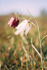 Close-up of wilted flower on field