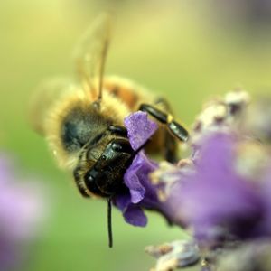 Honey bee pollinating on purple flower