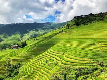 Scenic view of agricultural field against sky