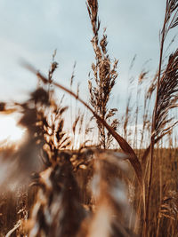 Close-up of stalks in field against sky