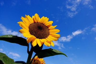 Low angle view of sunflower against sky