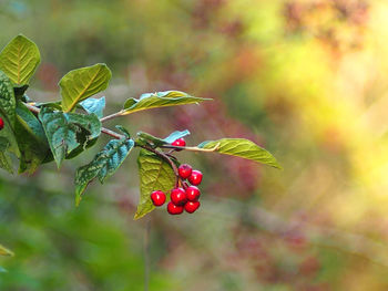 Close-up of red berries growing on tree