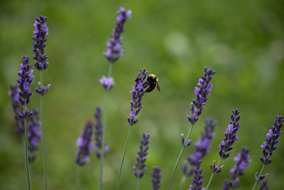 Bumblebee pollenating lavender plant