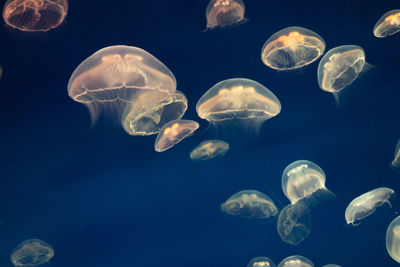 Jellyfish swimming in sea