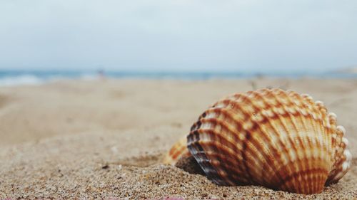 Close-up of shell on sand