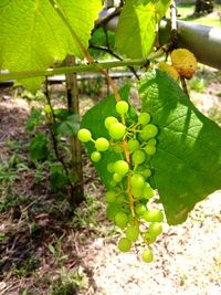Close-up of grapes growing on tree