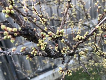 Close-up of cherry blossoms in spring