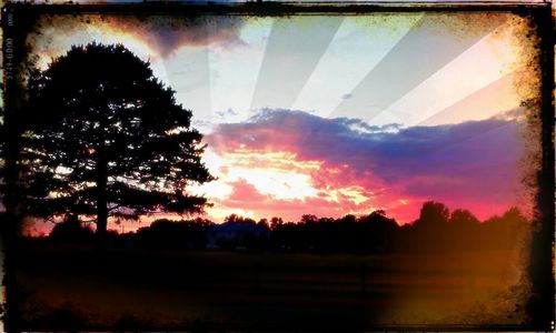 Silhouette of trees at sunset