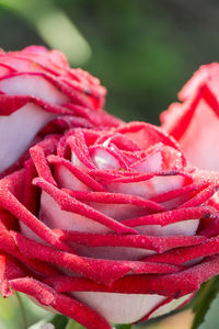 Close-up of red rose