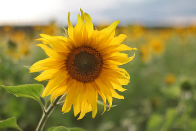 Close-up of sunflower