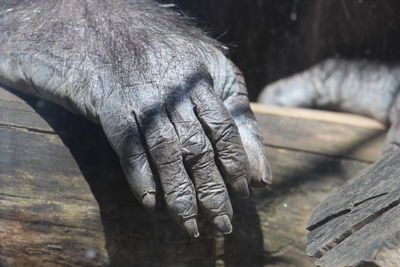 Close-up of cropped gorilla hand