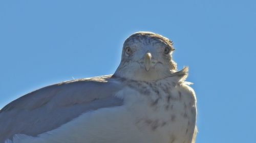 Low angle view of bird against blue sky