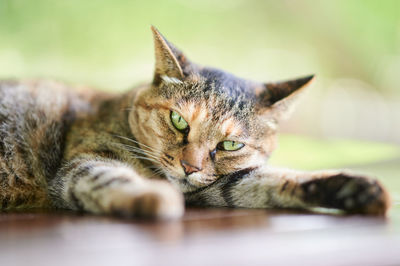 Close up of cat on wooden bench