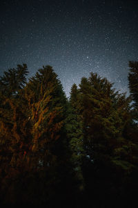 Low angle view of trees against sky at night