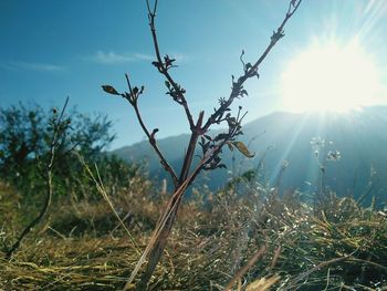 Plants growing on field against bright sun