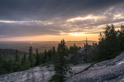 Pine trees in forest during sunset