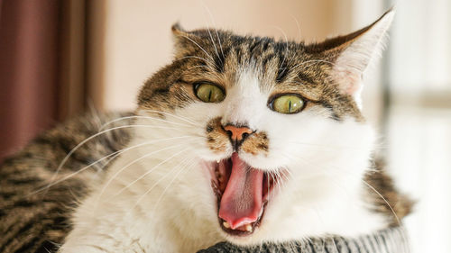 Close-up portrait of cat at home