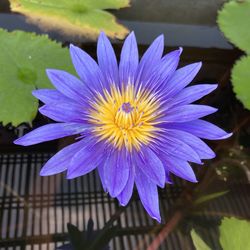 Close-up of purple flower