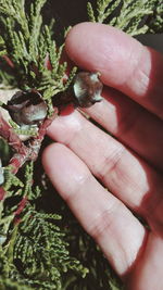 Close-up of hand holding snake