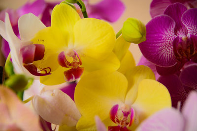 Close-up of pink orchids