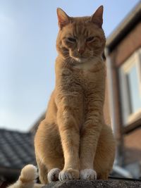 Low angle view of cat sitting against sky