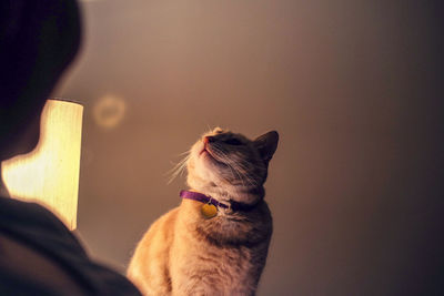 Close-up of ginger cat looking up at reflections of light.