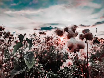 Close-up of flowering plants on field against sky