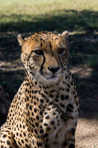 Close-up of cheetah on field