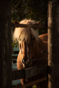 Close-up of horse in stable