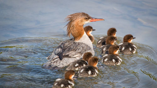 Ducks swimming in lake