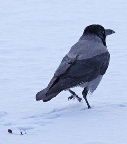Bird perching on snow covered land