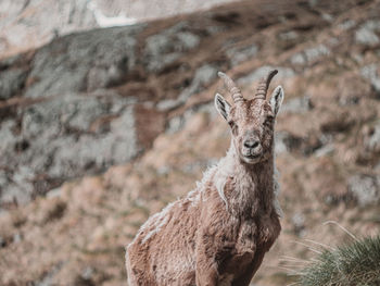 Portrait of deer