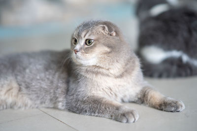 A grey scottish fold cat was resting